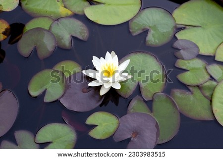Beautiful white water lily. Lotus flower with leaves 