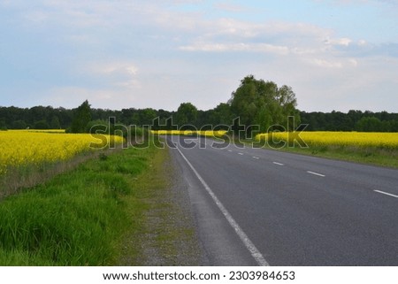 A road for cars in the middle of a yellow field in the Chernihiv region of Ukraine