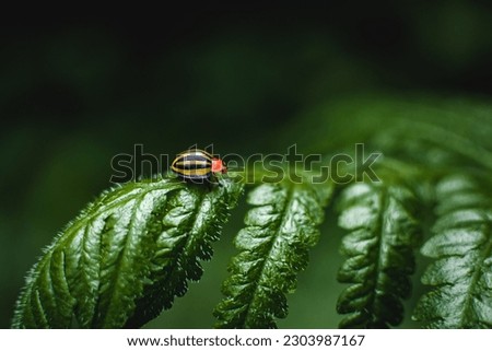 A beautiful ladybug.
This picture was taken in the jungle in Costa. 
