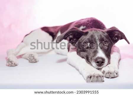 dog photography in studio with colorful background
