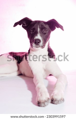 dog photography in studio with colorful background