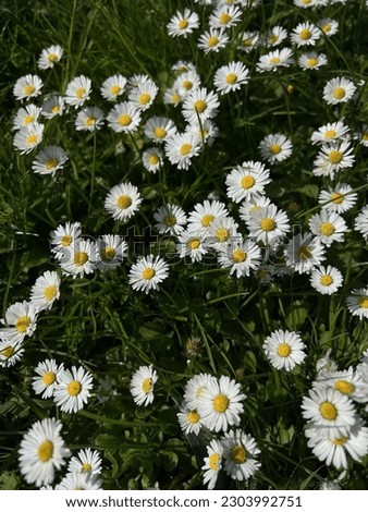 Beautiful white daisy flower on green grass. Many wild flowers, spring. Vertical photos were taken on a phone without editing.