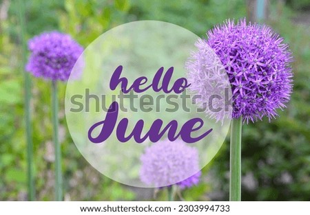 Hello June welcoming card with text on a blurred natural Allium flowers and green grass background. Selective focus. Royalty-Free Stock Photo #2303994733