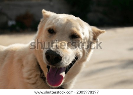 Portrait of a big, yellow dog smiling and sticking out its tongue at the camera. Portrait of mixed-breed dogs.