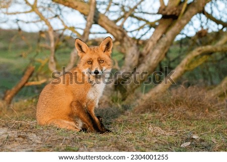 Beautiful Male Red Fox Sitting in A Natural Background During Sunset in A National Park