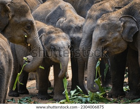 This photo was taken at the elephant orphanage in Udawalawe National Park  Royalty-Free Stock Photo #2304006875