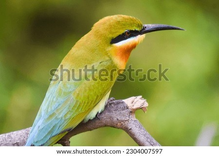 This picture was taken in Udawalawe National Park, this is a green bee eater, one of the most common species in Sri Lanka 
