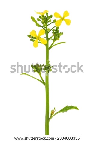 Wild mustard plant isolated on white background, Sinapis arvensis