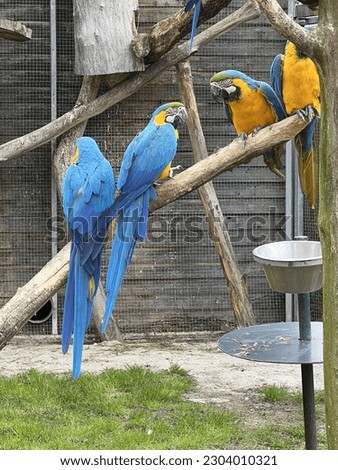 Eindhoven , direnrijk , Nord- Brabant Nederland 26.04.2023 Parrots impress people with their beautiful colors .