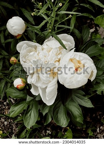 Bloomed white peonies flowers outdoors