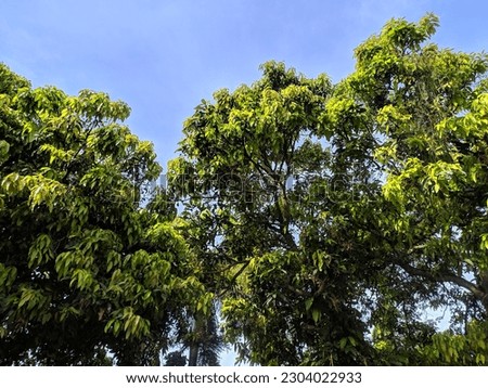 a photo of mango tree leaves