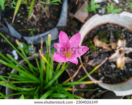 Closeup Shot of the Rosy Zephyr Lily Flower (Zephyranthes Rosea) with Raindrops on the Petals. A Herbaceous Plant of the Amaryllidaceae Family. Ornamental Flower.