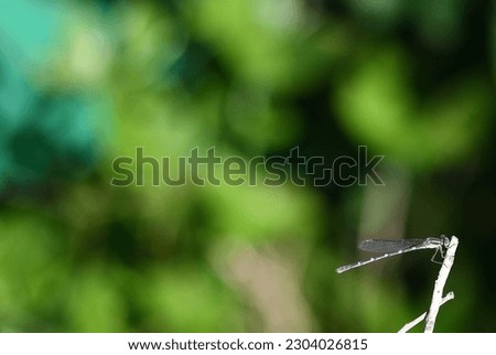close up damsel fly on stick Royalty-Free Stock Photo #2304026815