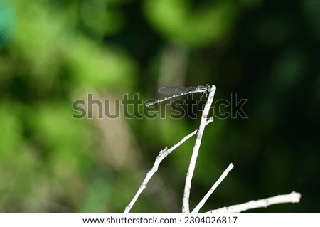 close up damsel fly on stick Royalty-Free Stock Photo #2304026817