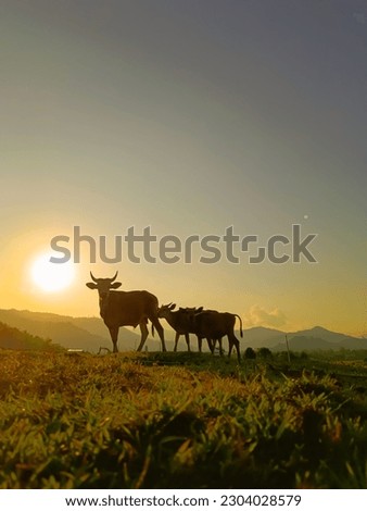 A mother cow with her two calves is looking for grass in the meadow in the evening with a beautiful evening sky Royalty-Free Stock Photo #2304028579