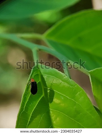 a bug, yellow and black, on a green leaf, early in the morning, on the strip of my house.