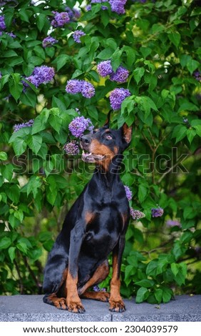 Portrait of a dog breed Doberman Pinscher on a background of blooming lilacs in spring