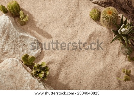 Stylish summer composition with many types of Cactus , white stones and tree branch on the sand. Artwork mockup with copy space