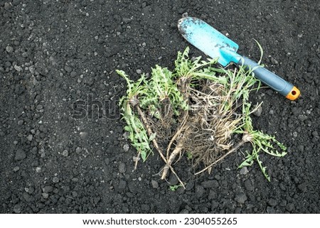 Top view of heap of weeds and shovel on soil in garden. Gardening work. Weeding garden. Place for text.

