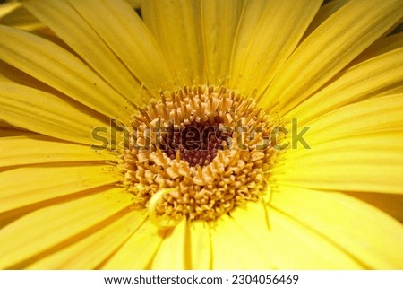 Up Close Picture Of A Yellow Daisy