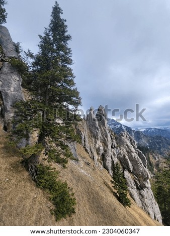 Tree and Dramatic Jagged Rocks on Mountainside in the Bavarian Alps - Germany