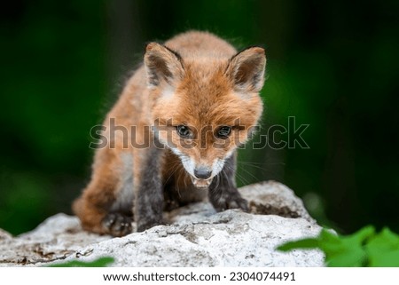 Red fox, vulpes vulpes, small young cub in forest on stone. Cute little wild predators in natural environment. Wildlife scene from nature