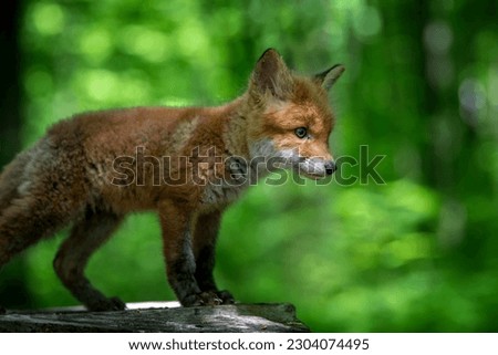 Red fox, vulpes vulpes, small young cub in forest on tree stump. Cute little wild predators in natural environment. Wildlife scene from nature