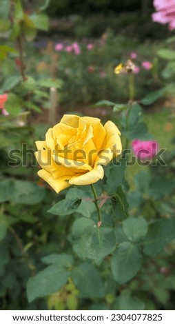 Definition of true beauty! 
This rose was captured at "Hakgala" Flower Garden. 