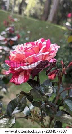 Definition of true beauty! 
This rose was captured at "Hakgala" Flower Garden. 