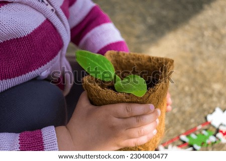 Baby's hands holding a zuchini sprout in biodagradable pot, fine motor skills development, outside activity Royalty-Free Stock Photo #2304080477