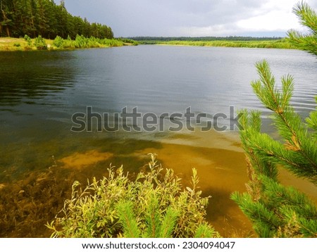 A lake with a pine tree and a green plant in the foreground. Beautiful green landscape with lake