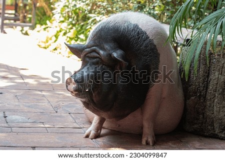 Big pig with black face Royalty-Free Stock Photo #2304099847