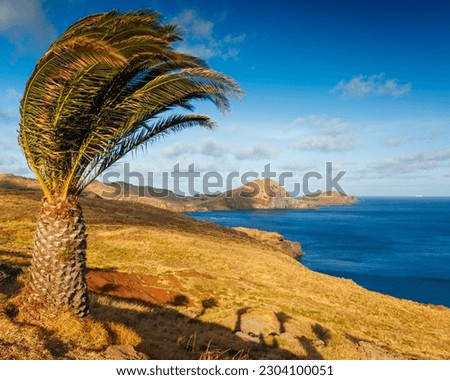 Madeira landscape with a palm tree, background of Madeira