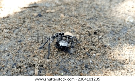 Beautiful And Incredible Spider  In Sri Lanka