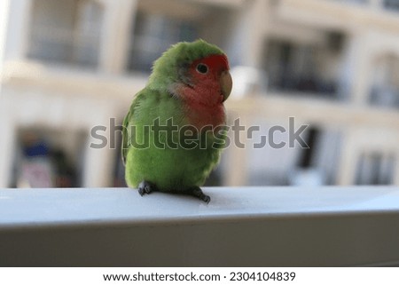 A colourful small bird standing on the fence of a balcony. Beautiful green and red and blue