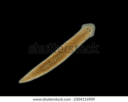 Darkfield image of an aquatic planarian flatworm (Cura foremanii). This species is native to freshwater in North America