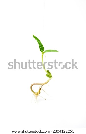 Mung young plant with root close up. Green gram sapling on white background. Homegrown sprout of mung bean macro shot. Vigna radiata young plant. Royalty-Free Stock Photo #2304122251