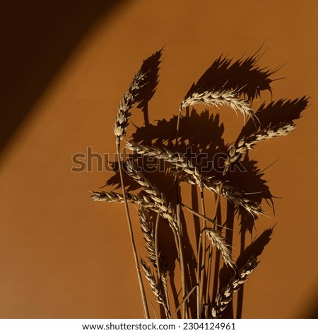 Rye, wheat, cereal stems on deep warm orange colour background with soft sunlight shadows. Aesthetic flat lay, top view minimal bohemian background