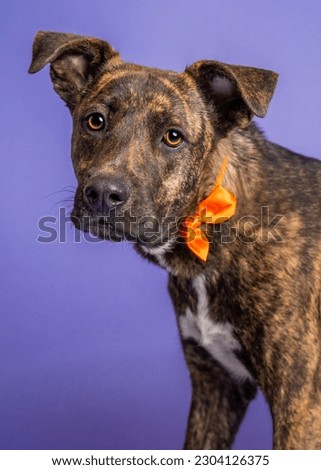 Dog posing for its adoption photos