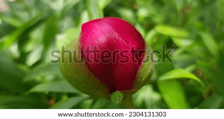 Red globular bud of peony (Paeonia) in the sun in the fresh green foliage of the bush in spring (macro, side view).