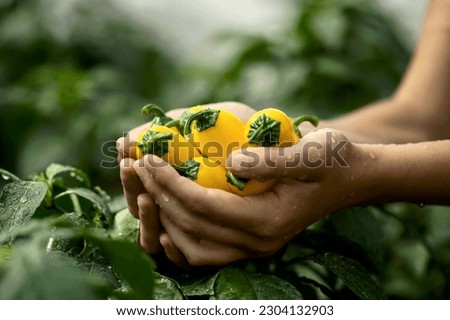 Yellow jalapeno peppers in hands of woman. Freshly harvested hot Mexican peppers at farm. Bright spices. Background of green pepper bushes. Agriculture. Side view. Soft focus. Copy space.