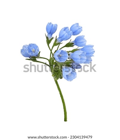 Blue symphytum flowers and buds isolated on white Royalty-Free Stock Photo #2304139479