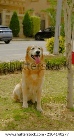 Portrait Picture of a golden retriever dog in the park , The Golden Retriever is A Friend for Life and  A Dog That Will Make You Smile, cute animal pet