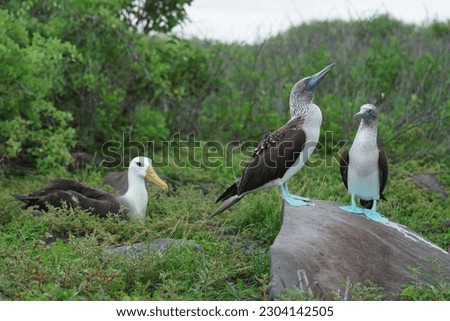 Blue-footed Boobies + Waved Albatross in Galapagos Ecuador 2023 Royalty-Free Stock Photo #2304142505