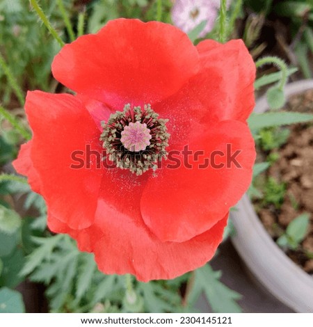Beautiful poppy flower stock photos.