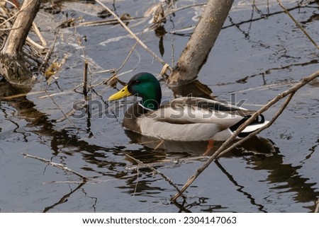 Mallard duck swimming on a pond picture with reflection in water. One mallard duck quacking on a lake.