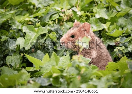 Whiskered Field Hamster Amidst Enchanting Ivy Royalty-Free Stock Photo #2304148651