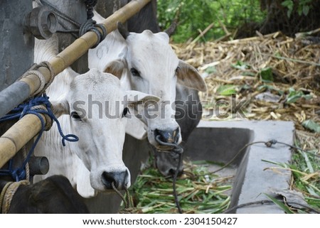 Cows in remote villages on the island of Sumba are well cared for.