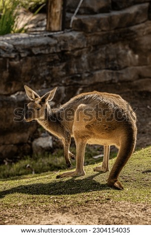 Beautiful still kangaroo standing and looking