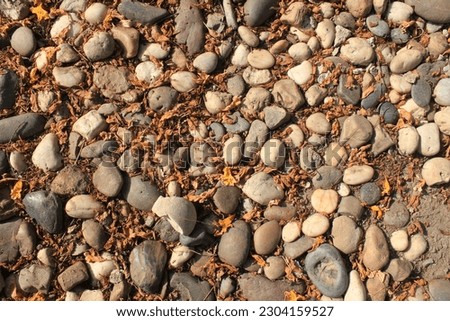 Photo of stone paths and dry leaves in an outdoor garden